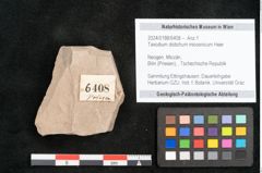 Foto (Objekt + Etikett) von Taxodium distichum miocenicum Heer (NHMW-GEO-2024-0188-6408)